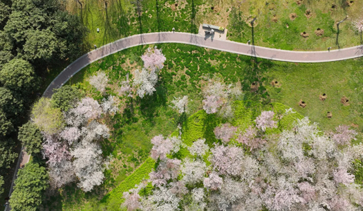 一河春色，兩岸繁花，賈魯河畔濃縮了最美的春天